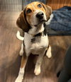 Kahlo (New Mexico Litter)