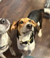 Kahlo (New Mexico Litter)