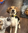 Kahlo (New Mexico Litter)