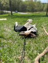 Frida (New Mexico Litter)