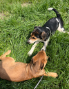 Frida (New Mexico Litter)