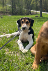 Frida (New Mexico Litter)