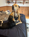 Frida (New Mexico Litter)