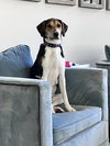 Frida (New Mexico Litter) - Photo 3
