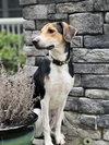 Frida (New Mexico Litter) - Photo 2