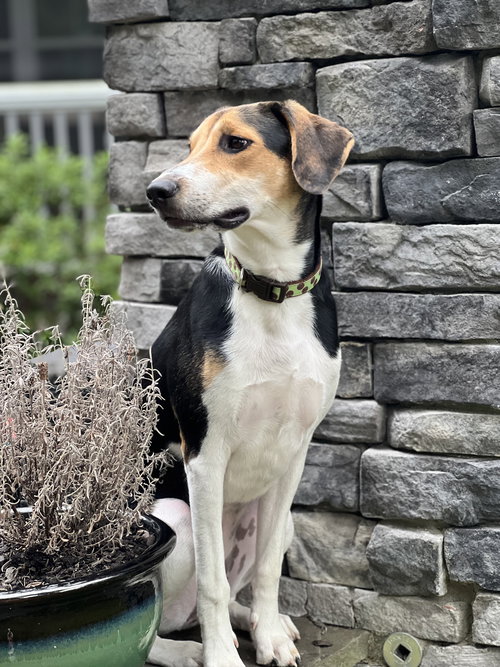 FRIDA (NEW MEXICO LITTER) - Treeing Walker Coonhound available for adoption