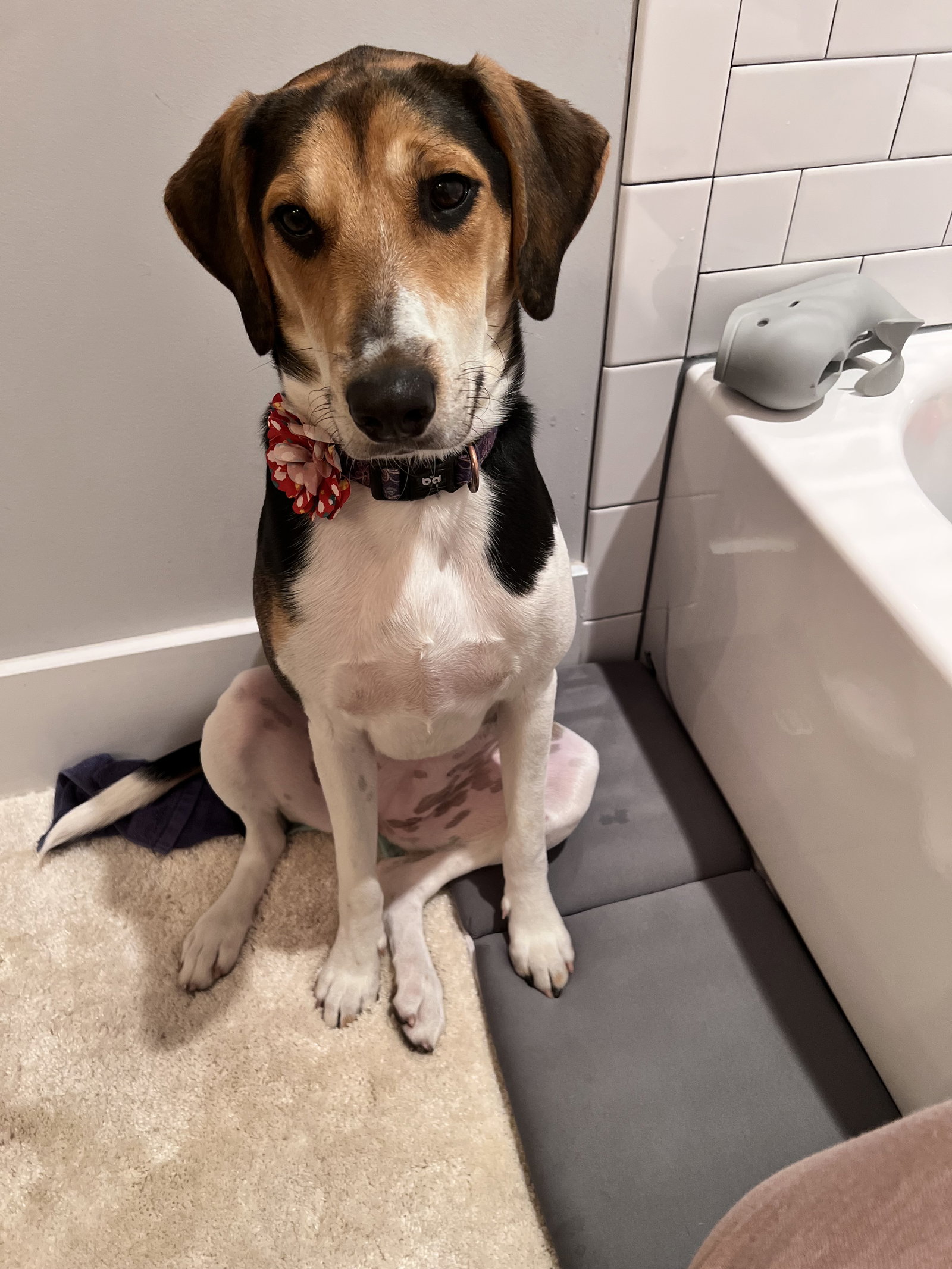 Frida (New Mexico Litter) Image