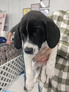 Stella (New Mexico Litter)