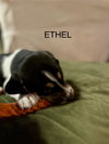 Ethel (New Mexico Litter)