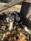 Ethel (New Mexico Litter)