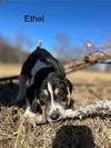 Ethel (New Mexico Litter)