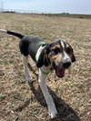 Ethel (New Mexico Litter)