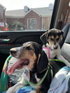 Ethel (New Mexico Litter)