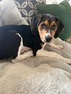 Nova (New Mexico Litter)