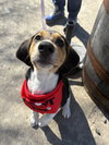 Nova (New Mexico Litter)
