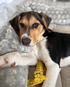 Nova (New Mexico Litter)