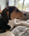 Nova (New Mexico Litter)