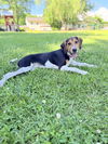 Nova (New Mexico Litter)