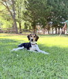 Nova (New Mexico Litter)