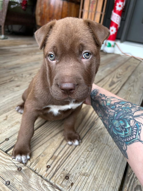 Sadie Pup