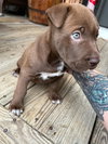 Sadie Pup