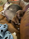 Sadie Pup