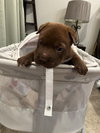 Sadie Pup