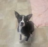 Dottie (Peter Pan Momma)