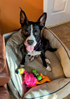 Dottie (Peter Pan Momma)