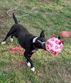 Dottie (Peter Pan Momma)