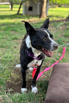Dottie (Peter Pan Momma)