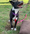 Dottie (Peter Pan Momma)