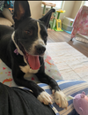 Dottie (Peter Pan Momma)