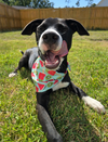Tinkerbell (Peter Pan Litter)