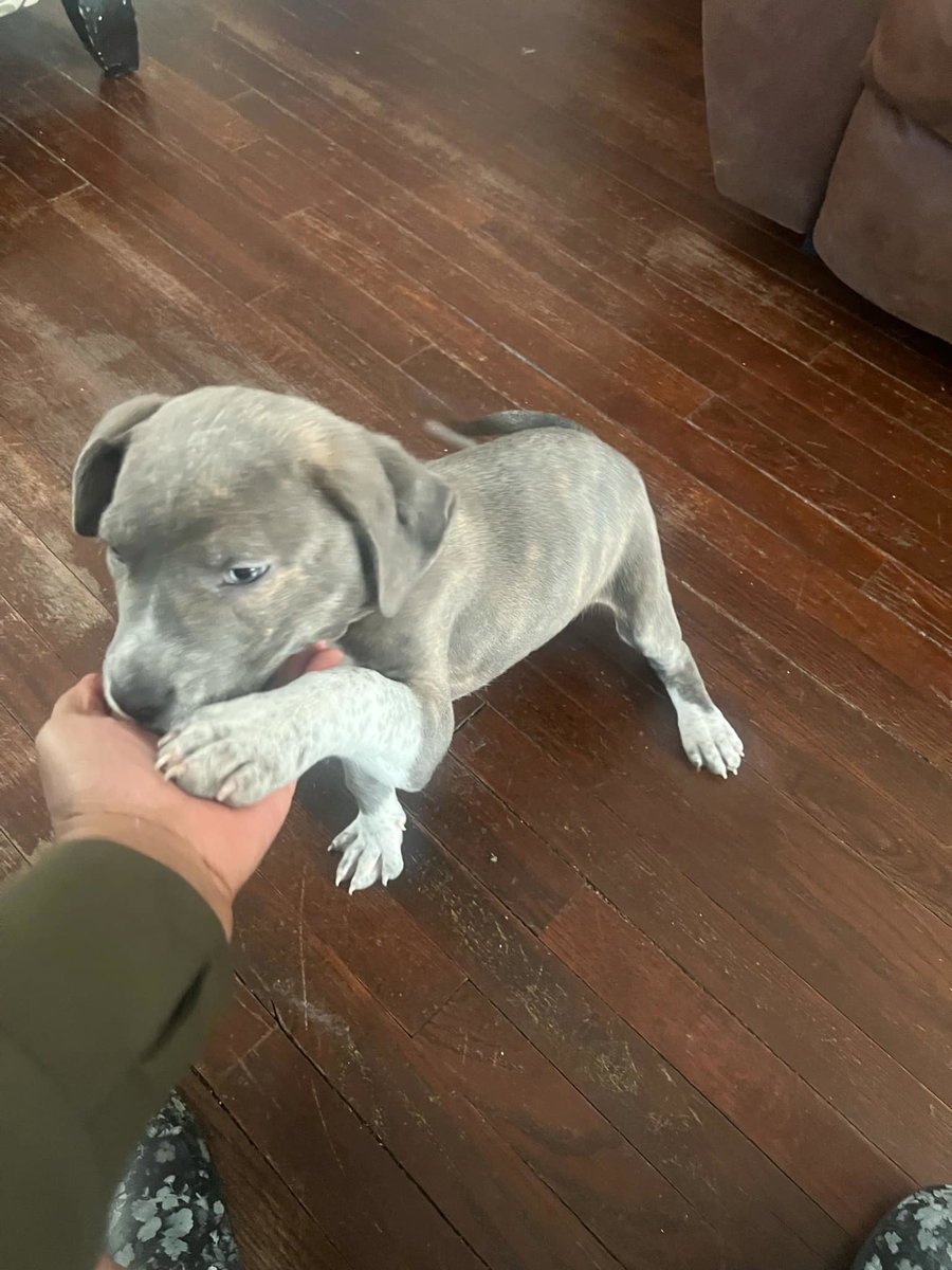 Peter Pan (Peter Pan Litter)