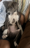 Peter Pan (Peter Pan Litter)