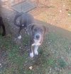 Peter Pan (Peter Pan Litter)
