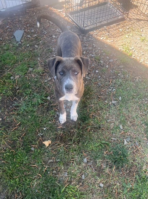 Peter Pan (Peter Pan Litter)