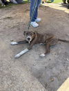 Peter Pan (Peter Pan Litter)