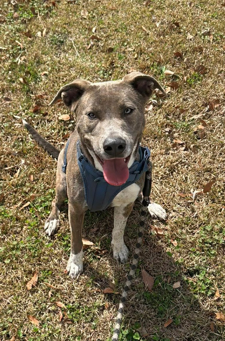 Peter Pan (Peter Pan Litter) Image