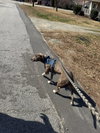 Peter Pan (Peter Pan Litter) - Photo 10