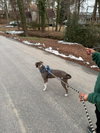 Peter Pan (Peter Pan Litter) - Photo 9