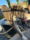 Peter Pan (Peter Pan Litter) - Photo 6