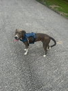 Peter Pan (Peter Pan Litter) - Photo 7