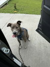Peter Pan (Peter Pan Litter) - Photo 2