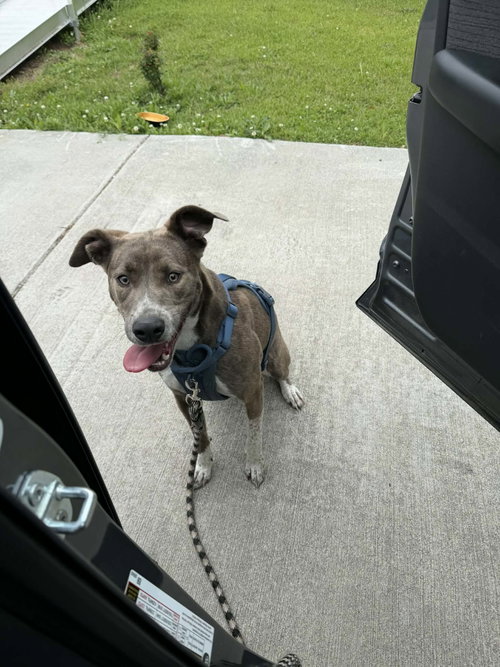 PETER PAN (PETER PAN LITTER) - Terrier / Mountain Cur available for adoption