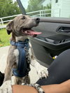 Peter Pan (Peter Pan Litter) - Photo 3
