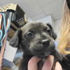 Tiger Lily (Peter Pan Litter)