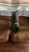 Tiger Lily (Peter Pan Litter)