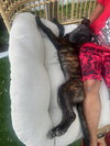 Tiger Lily (Peter Pan Litter)